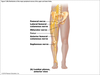 Figure 7.25b Distribution of the major peripheral nerves of the upper and lower limbs.
Femoral nerve
Lateral femoral
cutaneous nerve
Obturator nerve
Femur
Anterior femoral
cutaneous nerve
Saphenous nerve
(b) Lumbar plexus,
anterior view
© 2018 Pearson Education, Inc.
 