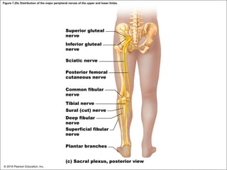 Figure 7.25c Distribution of the major peripheral nerves of the upper and lower limbs.
Superior gluteal
nerve
Inferior gluteal
nerve
Sciatic nerve
Posterior femoral
cutaneous nerve
Common fibular
nerve
Tibial nerve
Sural (cut) nerve
Deep fibular
nerve
Superficial fibular
nerve
Plantar branches
(c) Sacral plexus, posterior view
© 2018 Pearson Education, Inc.
 