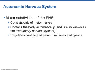 Autonomic Nervous System
§ Motor subdivision of the PNS
§ Consists only of motor nerves
§ Controls the body automatically (and is also known as
the involuntary nervous system)
§ Regulates cardiac and smooth muscles and glands
© 2018 Pearson Education, Inc.
 