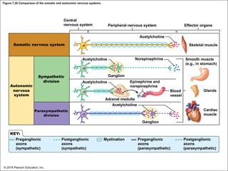 Figure 7.26 Comparison of the somatic and autonomic nervous systems.
Central
nervous system Peripheral nervous system
Acetylcholine
Effector organs
Somatic nervous system Skeletal muscle
Acetylcholine Norepinephrine Smooth muscle
(e.g., in stomach)
Sympathetic
division
Autonomic
nervous
system
Ganglion
Acetylcholine Epinephrine and
norepinephrine
Blood
vessel
Glands
Adrenal medulla
Acetylcholine
Parasympathetic
division
Cardiac
muscle
Ganglion
KEY:
Preganglionic
axons
(sympathetic)
Postganglionic
axons
(sympathetic)
Myelination Preganglionic
axons
(parasympathetic)
Postganglionic
axons
(parasympathetic)
© 2018 Pearson Education, Inc.
 