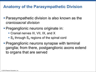 Anatomy of the Parasympathetic Division
§ Parasympathetic division is also known as the
craniosacral division
§ Preganglionic neurons originate in:
§ Cranial nerves III, VII, IX, and X
§ S2 through S4 regions of the spinal cord
§ Preganglionic neurons synapse with terminal
ganglia; from there, postganglionic axons extend
to organs that are served
© 2018 Pearson Education, Inc.
 