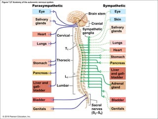 Figure 7.27 Anatomy of the autonomic nervous system.
Parasympathetic
Eye
Salivary
glands
Heart
Lungs
T1
Thoracic
Sympathetic
Brain stem
Cranial
Eye
Skin
Sympathetic
ganglia
Salivary
glands
Lungs
Heart
Stomach
Pancreas
Liver
and gall-
bladder
Adrenal
gland
Cervical
Stomach
Pancreas
Liver and
gall-
bladder
Bladder
Genitals
L1
Lumbar
Bladder
Sacral
nerves
(S2–S4)
Genitals
© 2018 Pearson Education, Inc.
 