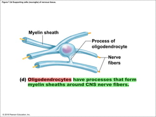Figure 7.3d Supporting cells (neuroglia) of nervous tissue.
Myelin sheath
Process of
oligodendrocyte
Nerve
fibers
(d) Oligodendrocytes have processes that form
myelin sheaths around CNS nerve fibers.
© 2018 Pearson Education, Inc.
 