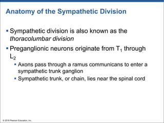 Anatomy of the Sympathetic Division
§ Sympathetic division is also known as the
thoracolumbar division
§ Preganglionic neurons originate from T1 through
L2
§ Axons pass through a ramus communicans to enter a
sympathetic trunk ganglion
§ Sympathetic trunk, or chain, lies near the spinal cord
© 2018 Pearson Education, Inc.
 
