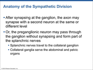 Anatomy of the Sympathetic Division
§ After synapsing at the ganglion, the axon may
synapse with a second neuron at the same or
different level
§ Or, the preganglionic neuron may pass through
the ganglion without synapsing and form part of
the splanchnic nerves
§ Splanchnic nerves travel to the collateral ganglion
§ Collateral ganglia serve the abdominal and pelvic
organs
© 2018 Pearson Education, Inc.
 