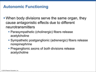 Autonomic Functioning
§ When body divisions serve the same organ, they
cause antagonistic effects due to different
neurotransmitters
§ Parasympathetic (cholinergic) fibers release
acetylcholine
§ Sympathetic postganglionic (adrenergic) fibers release
norepinephrine
§ Preganglionic axons of both divisions release
acetycholine
© 2018 Pearson Education, Inc.
 