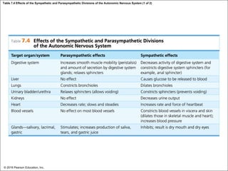Table 7.4 Effects of the Sympathetic and Parasympathetic Divisions of the Autonomic Nervous System (1 of 2)
© 2018 Pearson Education, Inc.
 