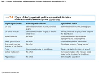 Table 7.4 Effects of the Sympathetic and Parasympathetic Divisions of the Autonomic Nervous System (2 of 2)
© 2018 Pearson Education, Inc.
 