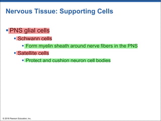Nervous Tissue: Supporting Cells
§ PNS glial cells
§ Schwann cells
§ Form myelin sheath around nerve fibers in the PNS
§ Satellite cells
§ Protect and cushion neuron cell bodies
© 2018 Pearson Education, Inc.
 