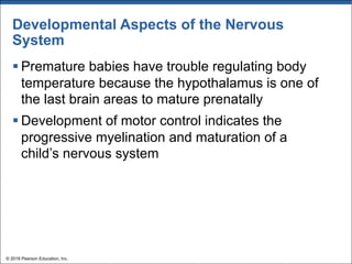 Developmental Aspects of the Nervous
System
§ Premature babies have trouble regulating body
temperature because the hypothalamus is one of
the last brain areas to mature prenatally
§ Development of motor control indicates the
progressive myelination and maturation of a
child’s nervous system
© 2018 Pearson Education, Inc.
 