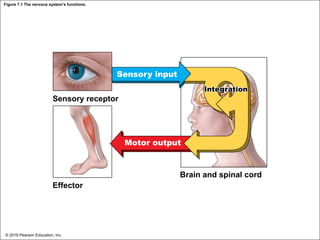 Figure 7.1 The nervous system’s functions.
Sensory input
Sensory receptor
Motor output
Brain and spinal cord
Effector
Integration
© 2018 Pearson Education, Inc.
 
