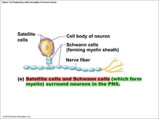 Figure 7.3e Supporting cells (neuroglia) of nervous tissue.
Satellite
cells
Cell body of neuron
Schwann cells
(forming myelin sheath)
Nerve fiber
(e) Satellite cells and Schwann cells (which form
myelin) surround neurons in the PNS.
© 2018 Pearson Education, Inc.
 