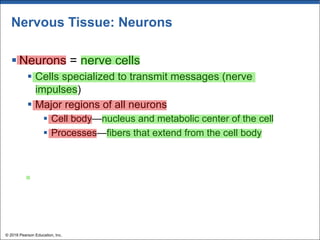 Nervous Tissue: Neurons
§ Neurons = nerve cells
§ Cells specialized to transmit messages (nerve
impulses)
§ Major regions of all neurons
§ Cell body—nucleus and metabolic center of the cell
§ Processes—fibers that extend from the cell body
© 2018 Pearson Education, Inc.
 