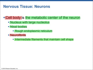 Nervous Tissue: Neurons
§ Cell body is the metabolic center of the neuron
§ Nucleus with large nucleolus
§ Nissl bodies
§ Rough endoplasmic reticulum
§ Neurofibrils
§ Intermediate filaments that maintain cell shape
© 2018 Pearson Education, Inc.
 