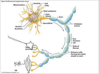 Figure 7.4a Structure of a typical motor neuron.
Mitochondrion
Dendrite Cell
body
Nissl substance
Axon
hillock
Axon
Neurofibrils
Nucleus
Nucleolus
Collateral
branch
One
Schwann
cell
Axon
terminal
Node of
Ranvier
Schwann cells,
forming the myelin
sheath on axon
(a)
© 2018 Pearson Education, Inc.
 