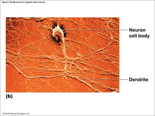 Figure 7.4b Structure of a typical motor neuron.
Neuron
cell body
Dendrite
(b)
© 2018 Pearson Education, Inc.
 