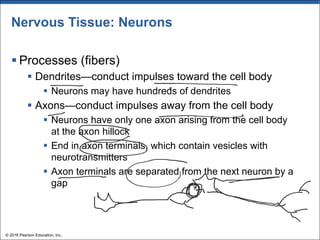 Nervous Tissue: Neurons
§ Processes (fibers)
§ Dendrites—conduct impulses toward the cell body
§ Neurons may have hundreds of dendrites
§ Axons—conduct impulses away from the cell body
§ Neurons have only one axon arising from the cell body
at the axon hillock
§ End in axon terminals, which contain vesicles with
neurotransmitters
§ Axon terminals are separated from the next neuron by a
gap
© 2018 Pearson Education, Inc.
 