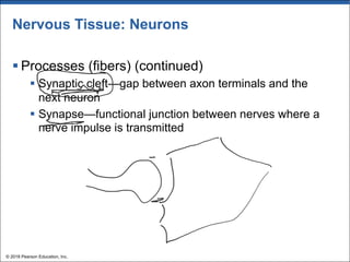 Nervous Tissue: Neurons
§ Processes (fibers) (continued)
§ Synaptic cleft—gap between axon terminals and the
next neuron
§ Synapse—functional junction between nerves where a
nerve impulse is transmitted
© 2018 Pearson Education, Inc.
 