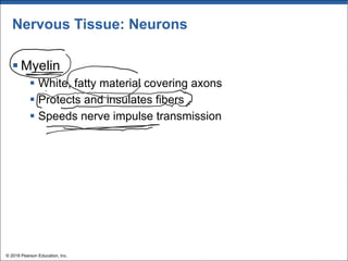 Nervous Tissue: Neurons
§ Myelin
§ White, fatty material covering axons
§ Protects and insulates fibers
§ Speeds nerve impulse transmission
© 2018 Pearson Education, Inc.
 