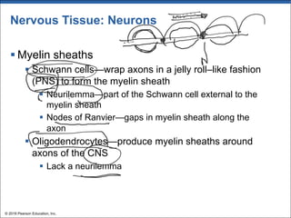 Nervous Tissue: Neurons
§ Myelin sheaths
§ Schwann cells—wrap axons in a jelly roll–like fashion
(PNS) to form the myelin sheath
§ Neurilemma—part of the Schwann cell external to the
myelin sheath
§ Nodes of Ranvier—gaps in myelin sheath along the
axon
§ Oligodendrocytes—produce myelin sheaths around
axons of the CNS
§ Lack a neurilemma
© 2018 Pearson Education, Inc.
 
