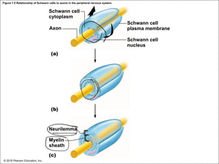 Figure 7.5 Relationship of Schwann cells to axons in the peripheral nervous system.
Schwann cell
cytoplasm
Axon
Schwann cell
plasma membrane
Schwann cell
nucleus
(a)
(b)
Neurilemma
Myelin
sheath
(c)
© 2018 Pearson Education, Inc.
 