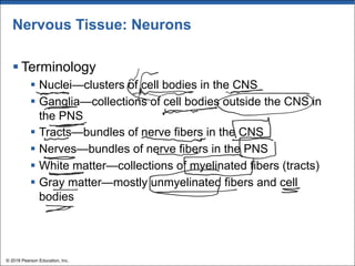 Nervous Tissue: Neurons
§ Terminology
§ Nuclei—clusters of cell bodies in the CNS
§ Ganglia—collections of cell bodies outside the CNS in
the PNS
§ Tracts—bundles of nerve fibers in the CNS
§ Nerves—bundles of nerve fibers in the PNS
§ White matter—collections of myelinated fibers (tracts)
§ Gray matter—mostly unmyelinated fibers and cell
bodies
© 2018 Pearson Education, Inc.
 