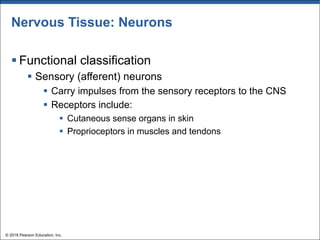 Nervous Tissue: Neurons
§ Functional classification
§ Sensory (afferent) neurons
§ Carry impulses from the sensory receptors to the CNS
§ Receptors include:
§ Cutaneous sense organs in skin
§ Proprioceptors in muscles and tendons
© 2018 Pearson Education, Inc.
 
