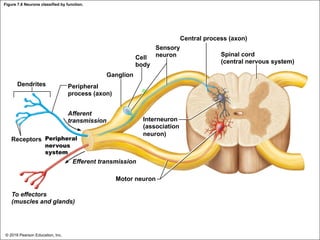 Figure 7.6 Neurons classified by function.
Cell
body
Ganglion
Dendrites Peripheral
process (axon)
Afferent
transmission
Receptors Peripheral
nervous
system
Central process (axon)
Sensory
neuron Spinal cord
(central nervous system)
Interneuron
(association
neuron)
Efferent transmission
Motor neuron
To effectors
(muscles and glands)
© 2018 Pearson Education, Inc.
 