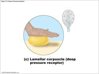 Figure 7.7c Types of sensory receptors.
(c) Lamellar corpuscle (deep
pressure receptor)
© 2018 Pearson Education, Inc.
 