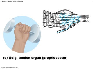Figure 7.7d Types of sensory receptors.
(d) Golgi tendon organ (proprioceptor)
© 2018 Pearson Education, Inc.
 