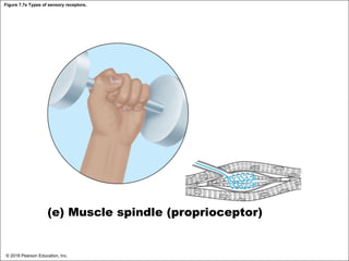 Figure 7.7e Types of sensory receptors.
(e) Muscle spindle (proprioceptor)
© 2018 Pearson Education, Inc.
 