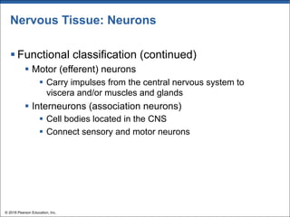 Nervous Tissue: Neurons
§ Functional classification (continued)
§ Motor (efferent) neurons
§ Carry impulses from the central nervous system to
viscera and/or muscles and glands
§ Interneurons (association neurons)
§ Cell bodies located in the CNS
§ Connect sensory and motor neurons
© 2018 Pearson Education, Inc.
 