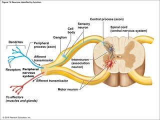 Figure 7.6 Neurons classified by function.
Cell
body
Ganglion
Dendrites Peripheral
process (axon)
Afferent
transmission
Receptors Peripheral
nervous
system
Central process (axon)
Sensory
neuron Spinal cord
(central nervous system)
Interneuron
(association
neuron)
Efferent transmission
Motor neuron
To effectors
(muscles and glands)
© 2018 Pearson Education, Inc.
 