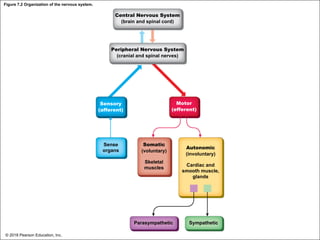 Figure 7.2 Organization of the nervous system.
Central Nervous System
(brain and spinal cord)
Peripheral Nervous System
(cranial and spinal nerves)
Sensory
(afferent)
Motor
(efferent)
Sense
organs
Somatic
(voluntary)
Skeletal
muscles
Autonomic
(involuntary)
Cardiac and
smooth muscle,
glands
Parasympathetic Sympathetic
© 2018 Pearson Education, Inc.
 