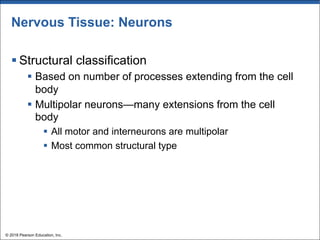 Nervous Tissue: Neurons
§ Structural classification
§ Based on number of processes extending from the cell
body
§ Multipolar neurons—many extensions from the cell
body
§ All motor and interneurons are multipolar
§ Most common structural type
© 2018 Pearson Education, Inc.
 