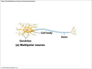 Figure 7.8a Classification of neurons on the basis of structure.
Cell body
Axon
Dendrites
(a) Multipolar neuron
© 2018 Pearson Education, Inc.
 