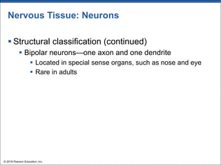 Nervous Tissue: Neurons
§ Structural classification (continued)
§ Bipolar neurons—one axon and one dendrite
§ Located in special sense organs, such as nose and eye
§ Rare in adults
© 2018 Pearson Education, Inc.
 