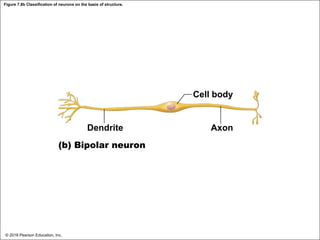 Figure 7.8b Classification of neurons on the basis of structure.
Cell body
Dendrite
(b) Bipolar neuron
Axon
© 2018 Pearson Education, Inc.
 
