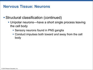 Nervous Tissue: Neurons
§ Structural classification (continued)
§ Unipolar neurons—have a short single process leaving
the cell body
§ Sensory neurons found in PNS ganglia
§ Conduct impulses both toward and away from the cell
body
© 2018 Pearson Education, Inc.
 