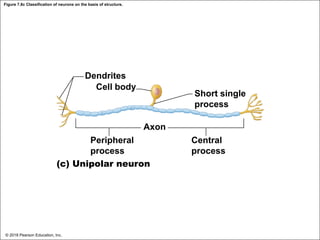 Figure 7.8c Classification of neurons on the basis of structure.
Dendrites
Cell body
Short single
process
Axon
Peripheral
process
(c) Unipolar neuron
Central
process
© 2018 Pearson Education, Inc.
 