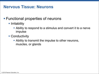 Nervous Tissue: Neurons
§ Functional properties of neurons
§ Irritability
§ Ability to respond to a stimulus and convert it to a nerve
impulse
§ Conductivity
§ Ability to transmit the impulse to other neurons,
muscles, or glands
© 2018 Pearson Education, Inc.
 