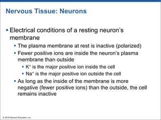 Nervous Tissue: Neurons
§ Electrical conditions of a resting neuron’s
membrane
§ The plasma membrane at rest is inactive (polarized)
§ Fewer positive ions are inside the neuron’s plasma
membrane than outside
§ K+ is the major positive ion inside the cell
§ Na+ is the major positive ion outside the cell
§ As long as the inside of the membrane is more
negative (fewer positive ions) than the outside, the cell
remains inactive
© 2018 Pearson Education, Inc.
 