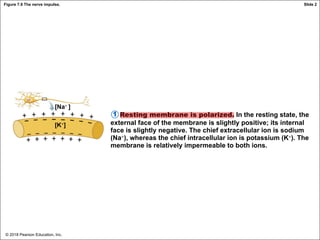 © 2018 Pearson Education, Inc.
Figure 7.9 The nerve impulse.
Resting membrane is polarized. In the resting state, the
external face of the membrane is slightly positive; its internal
face is slightly negative. The chief extracellular ion is sodium
(Na+), whereas the chief intracellular ion is potassium (K+). The
membrane is relatively impermeable to both ions.
1
[Na+ ]
[K+]
Slide 2
 