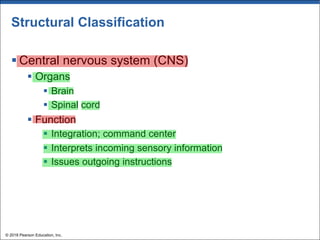 Structural Classification
§ Central nervous system (CNS)
§ Organs
§ Brain
§ Spinal cord
§ Function
§ Integration; command center
§ Interprets incoming sensory information
§ Issues outgoing instructions
© 2018 Pearson Education, Inc.
 