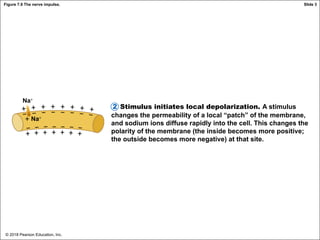 © 2018 Pearson Education, Inc.
Figure 7.9 The nerve impulse.
Stimulus initiates local depolarization. A stimulus
changes the permeability of a local “patch” of the membrane,
and sodium ions diffuse rapidly into the cell. This changes the
polarity of the membrane (the inside becomes more positive;
the outside becomes more negative) at that site.
2
Na+
Na+
Slide 3
 