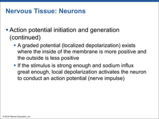 Nervous Tissue: Neurons
§ Action potential initiation and generation
(continued)
§ A graded potential (localized depolarization) exists
where the inside of the membrane is more positive and
the outside is less positive
§ If the stimulus is strong enough and sodium influx
great enough, local depolarization activates the neuron
to conduct an action potential (nerve impulse)
© 2018 Pearson Education, Inc.
 
