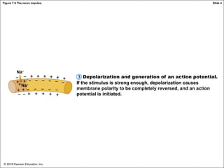 © 2018 Pearson Education, Inc.
Figure 7.9 The nerve impulse.
Depolarization and generation of an action potential.
If the stimulus is strong enough, depolarization causes
membrane polarity to be completely reversed, and an action
potential is initiated.
3
Na+
Na+
Slide 4
 