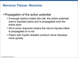 Nervous Tissue: Neurons
§ Propagation of the action potential
§ If enough sodium enters the cell, the action potential
(nerve impulse) starts and is propagated over the
entire axon
§ All-or-none response means the nerve impulse either
is propagated or is not
§ Fibers with myelin sheaths conduct nerve impulses
more quickly
© 2018 Pearson Education, Inc.
 