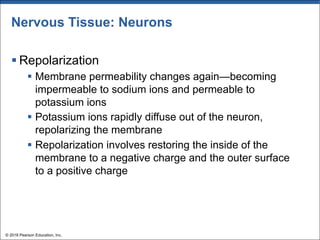 Nervous Tissue: Neurons
§ Repolarization
§ Membrane permeability changes again—becoming
impermeable to sodium ions and permeable to
potassium ions
§ Potassium ions rapidly diffuse out of the neuron,
repolarizing the membrane
§ Repolarization involves restoring the inside of the
membrane to a negative charge and the outer surface
to a positive charge
© 2018 Pearson Education, Inc.
 