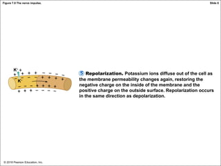© 2018 Pearson Education, Inc.
Figure 7.9 The nerve impulse.
Repolarization. Potassium ions diffuse out of the cell as
the membrane permeability changes again, restoring the
negative charge on the inside of the membrane and the
positive charge on the outside surface. Repolarization occurs
in the same direction as depolarization.
5
K+
K+
Slide 6
 